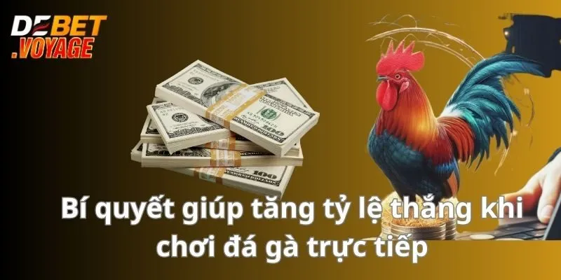 Đá Gà Trực Tiếp - Sân Chơi Đẳng Cấp Hấp Dẫn Nhất 2024 3 Bí quyết giúp tăng tỷ lệ thắng khi chơi đá gà trực tiếp