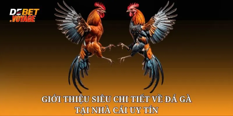 Đá gà chọi DEBET - Nơi Mang Đến Những Trận Đấu Gà Thật Nhất 1 Giới thiệu siêu chi tiết về Đá gà chọi tại nhà cái uy tín