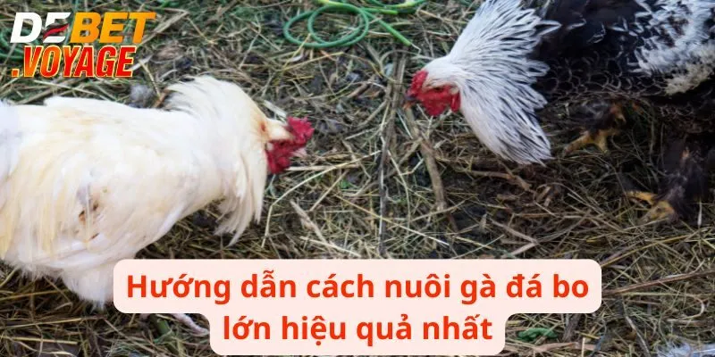 Bật Mí Cách Nuôi Gà Đá Bo Lớn Chiến Thắng Mọi Trận Đấu 2 Hướng dẫn cách nuôi gà đá bo lớn hiệu quả nhất