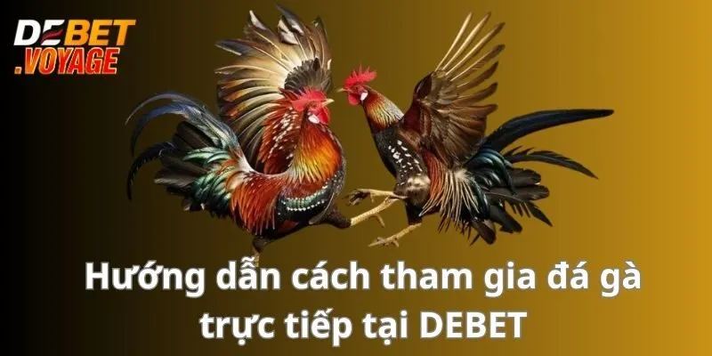 Đá Gà Trực Tiếp - Sân Chơi Đẳng Cấp Hấp Dẫn Nhất 2024 2 Hướng dẫn cách tham gia đá gà trực tiếp tại DEBET