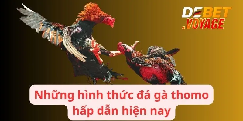Đá Gà thomo - Nền Tảng Hấp Dẫn Hàng Triệu Người Tham Gia 2 Những hình thức đá gà thomo hấp dẫn hiện nay