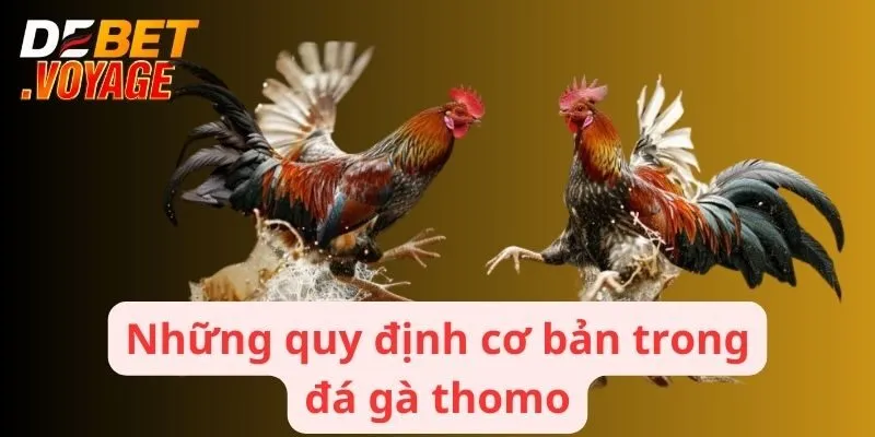 Đá Gà thomo - Nền Tảng Hấp Dẫn Hàng Triệu Người Tham Gia 1 Những quy định cơ bản trong đá gà thomo