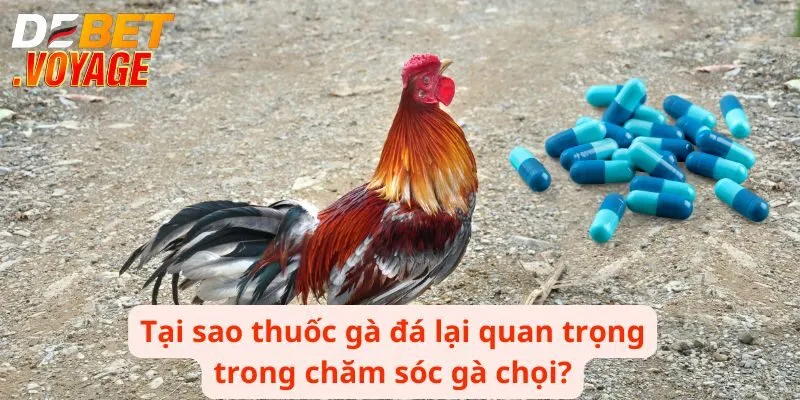Thuốc Gà Đá - Bí Quyết Để Chiến Thắng Mọi Trận Đấu 1 Tại sao thuốc gà đá lại quan trọng trong chăm sóc gà chọi?