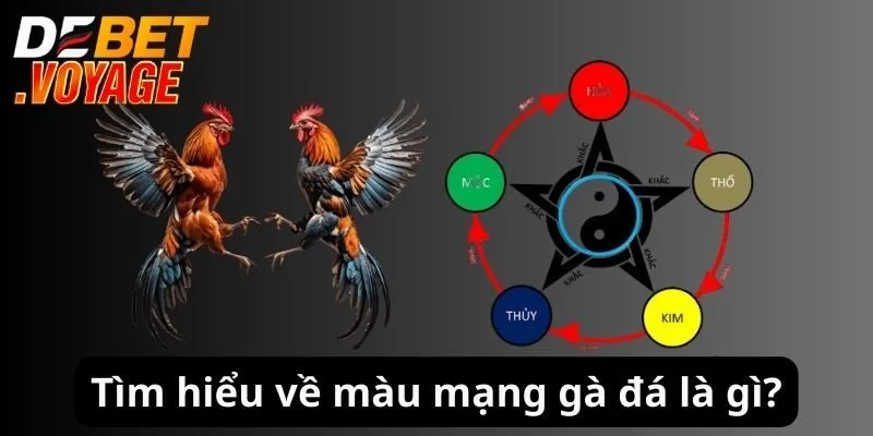 Màu Mạng Gà - DEBET Chia Sẻ Bí Quyết Xem Chuẩn Nhất 2024 1 Tìm hiểu về màu mạng gà đá là gì?