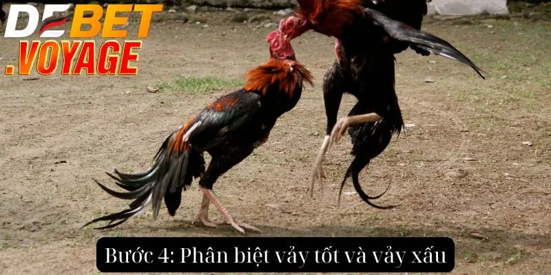 Cách xem vảy gà chọi tại DEBET - Lựa chọn chiến kê đỉnh cao 2 Bước 4: Phân biệt vảy tốt và vảy xấu