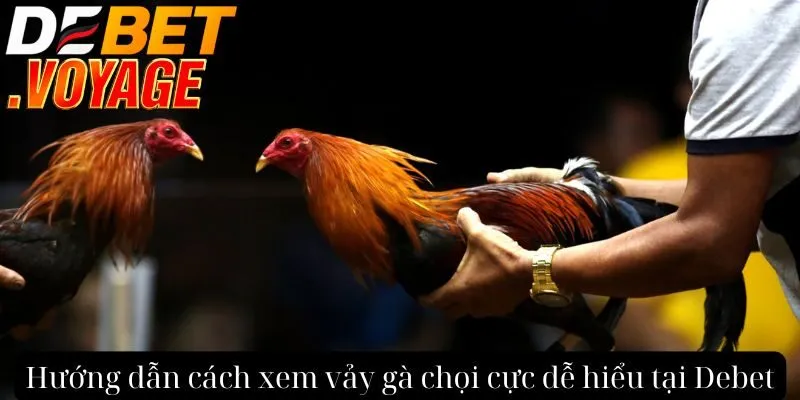 Cách xem vảy gà chọi tại DEBET - Lựa chọn chiến kê đỉnh cao 1 Hướng dẫn cách xem vảy gà chọi cực dễ hiểu tại Debet